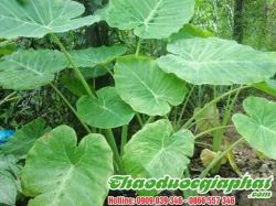 Mua Bán Củ Ráy Giúp Trị Bệnh Gout Tốt Nhất Tại Huyện Bình Chánh ???